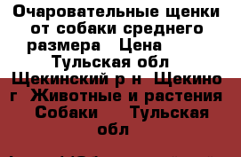 Очаровательные щенки от собаки среднего размера › Цена ­ 50 - Тульская обл., Щекинский р-н, Щекино г. Животные и растения » Собаки   . Тульская обл.